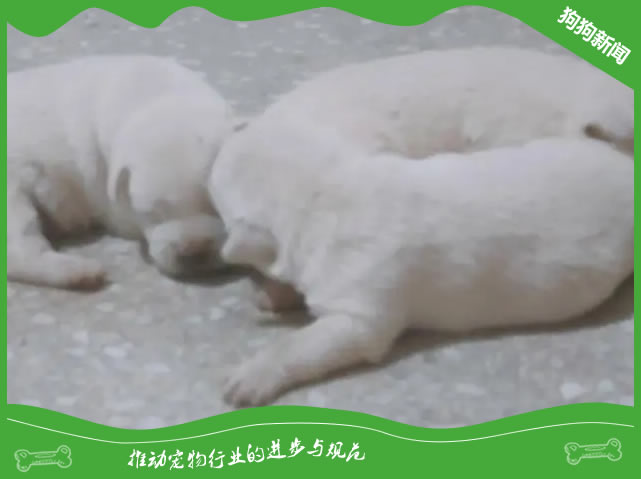 3月小狗拒食？揭秘专业应对策略！