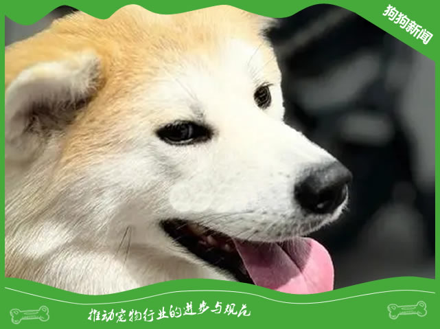 如何选购秋田犬？