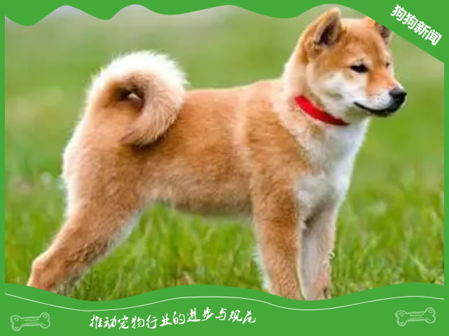 秋田犬：5大挑选技巧，选对犬种！
