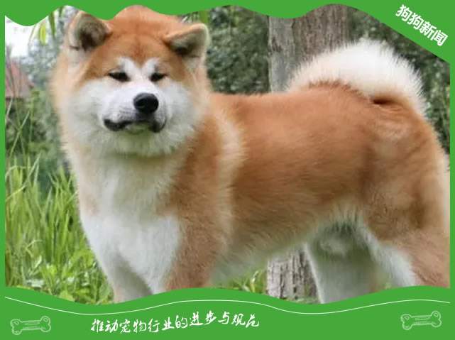 5步让秋田犬变身秀场明星
