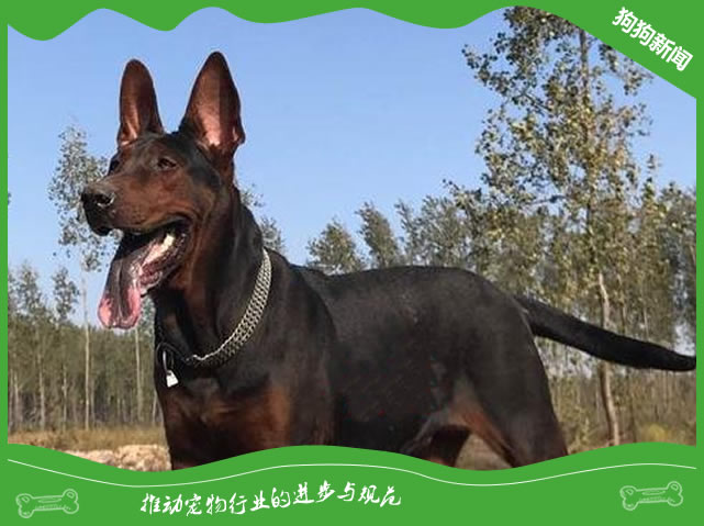 莱州红起源发展及性格特点