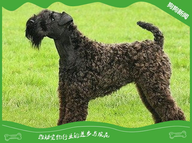 纯种凯利蓝梗图片|凯利蓝梗标准