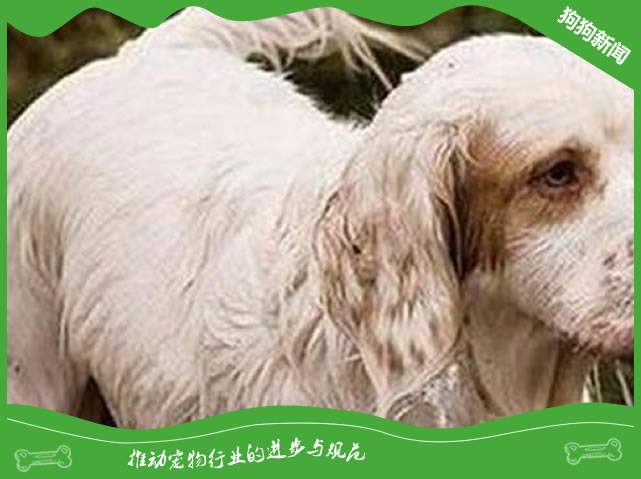 纯种克伦伯犬图片|克伦伯犬标准