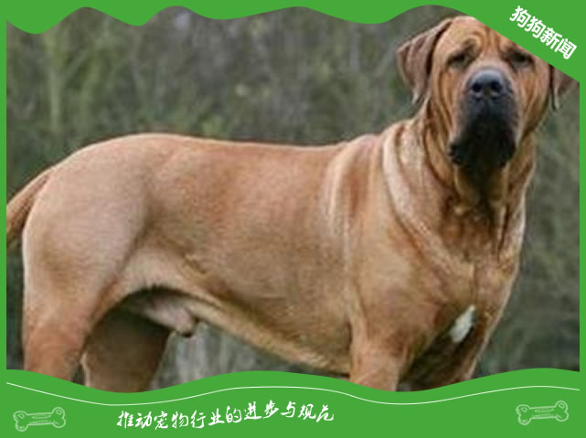 纯种土佐犬图片|土佐犬标准