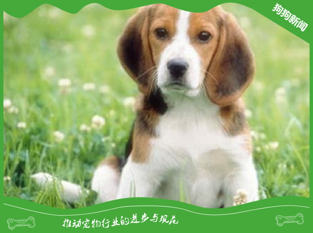 纯种美国猎狐犬图片|美国猎狐犬标准