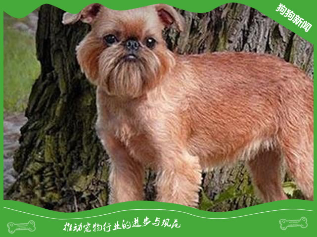 布鲁塞尔格里芬犬体态特征、性格特点及饲养方法