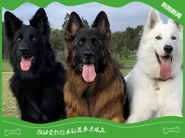 怎么挑选德国牧羊犬