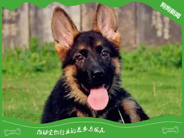 养出健康德国牧羊犬的黄金指南