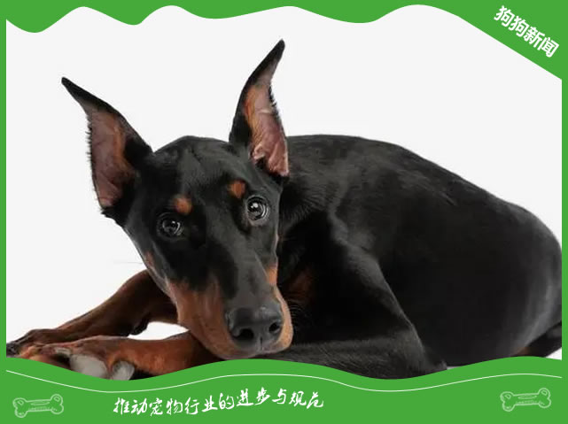 2024年最新杜宾犬选购秘籍