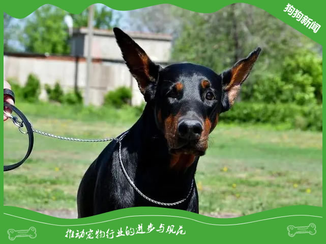 夏季养杜宾犬必知的7大喂养秘诀！