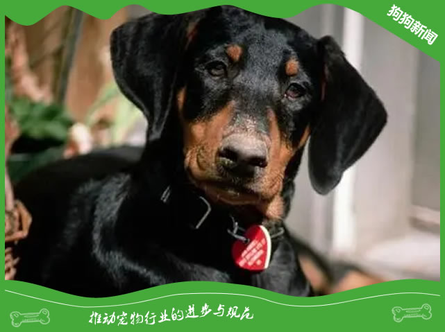 杜宾犬美容秘籍：5步打造帅气外表！