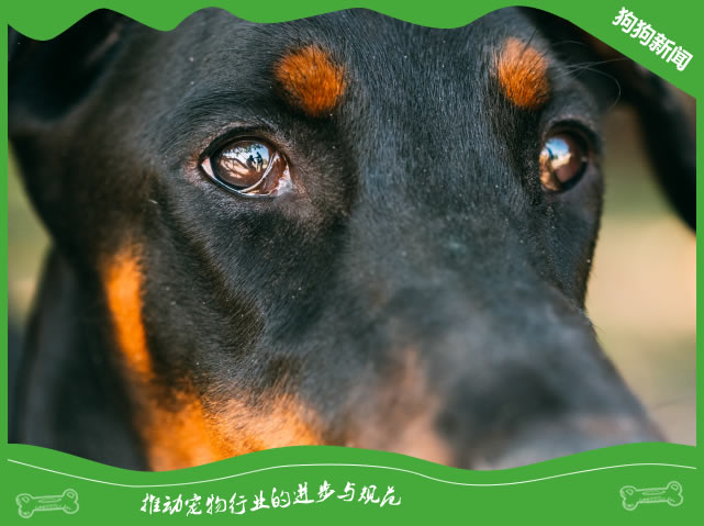 杜宾犬美容：3大技巧让你的爱犬变身超模！
