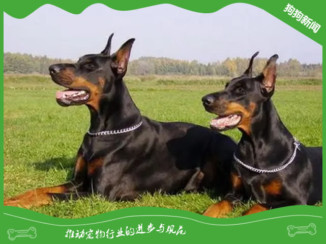 杜宾犬健康秘诀：5个不可忽视的护理要点！