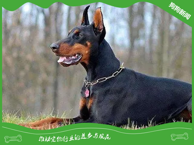 杜宾犬健康秘籍：3步打造活力四射爱宠！