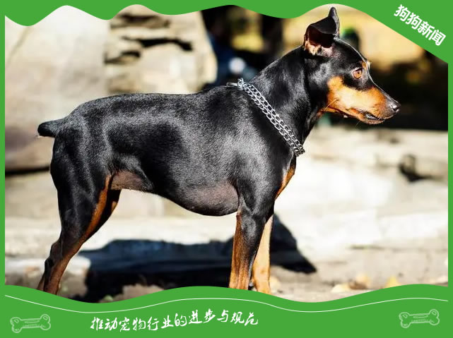杜宾犬健康全攻略：3个秘诀揭秘！