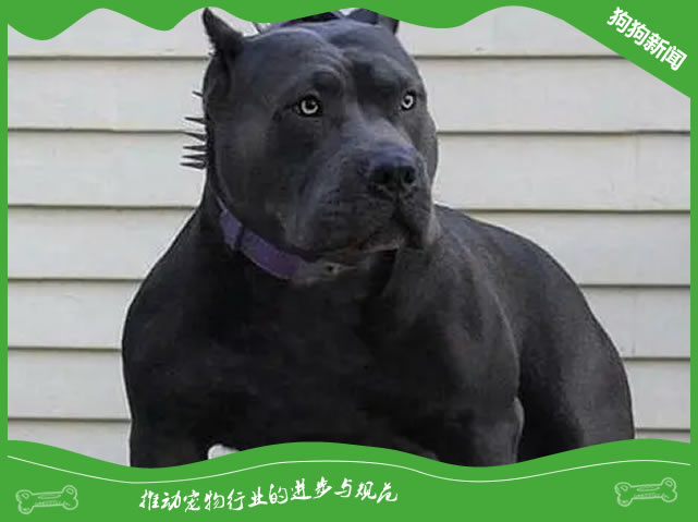 7种秘诀让黑色比特犬毛发亮泽如新！