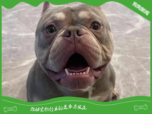 挑选恶霸犬的5大方法！