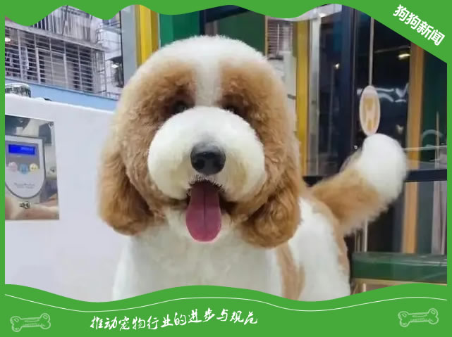 购买巨贵犬前必须知道的5大要点！
