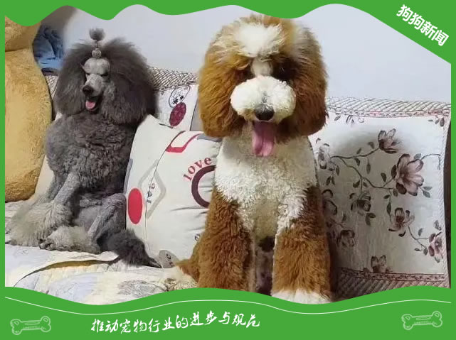 秋季巨贵犬保健，轻松应对季节变化！