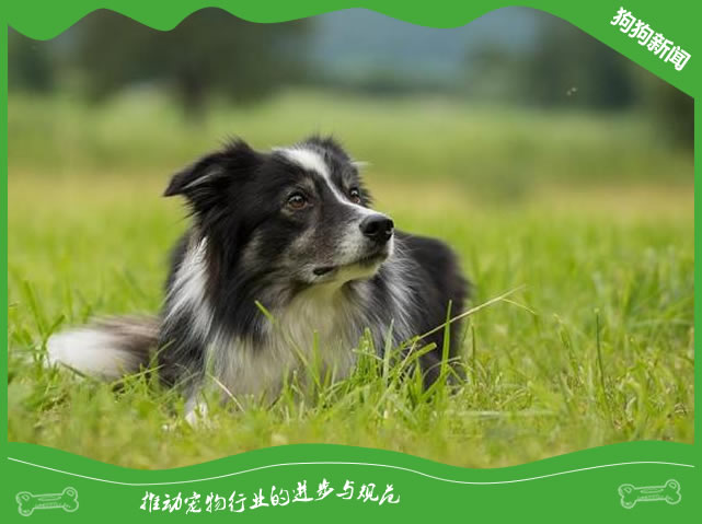 边境牧羊犬不爱睡觉怎么回事呢