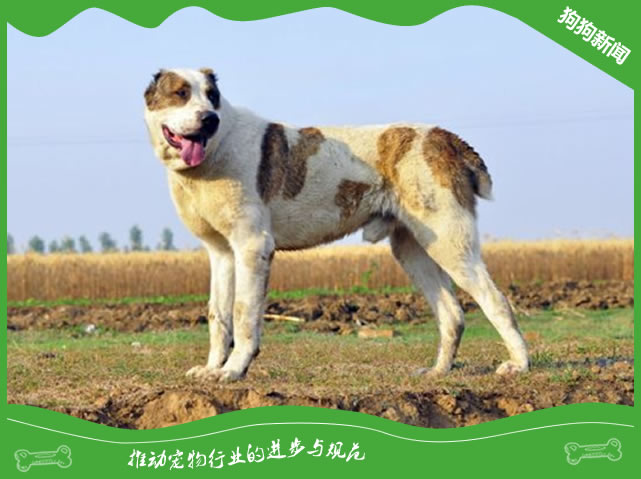 世界名犬之中亚牧羊犬