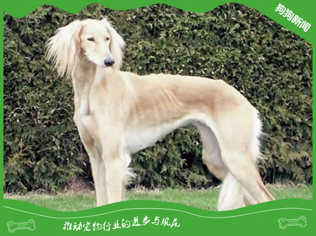 世界名犬之沙克犬