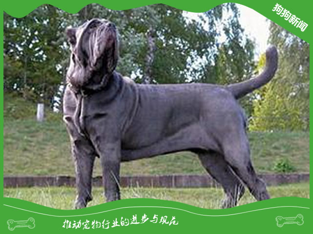 世界名犬之纽伯利顿犬