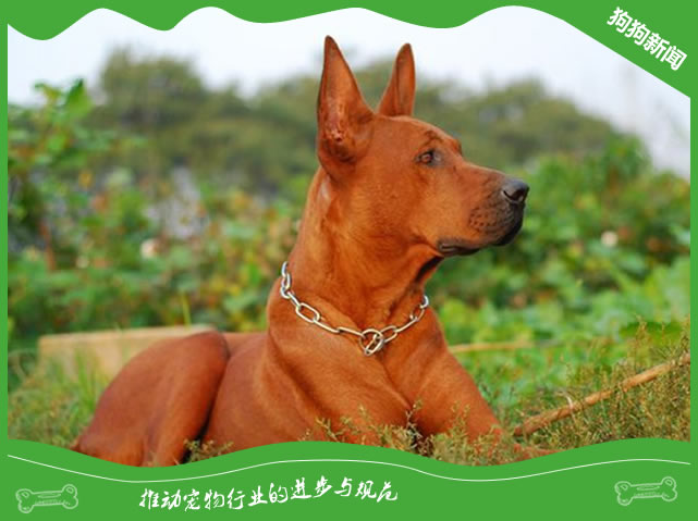 世界名犬之红狼犬