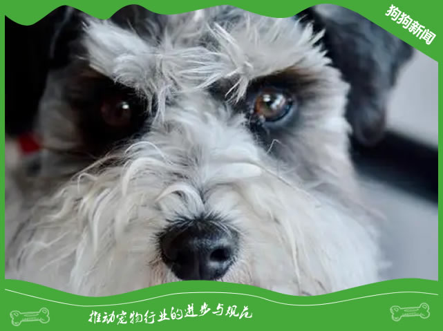 世界名犬之日本梗