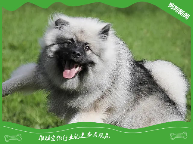 世界名犬之凯斯犬