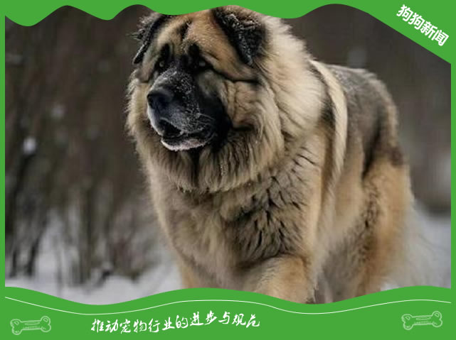 世界名犬之高加索犬