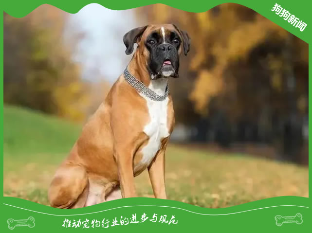 世界名犬之拳师犬