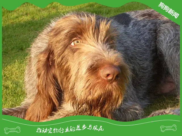 世界名犬之史毕诺犬