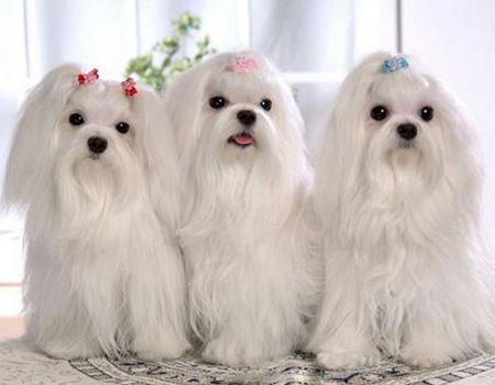 马尔济斯犬可以吃西瓜吗？