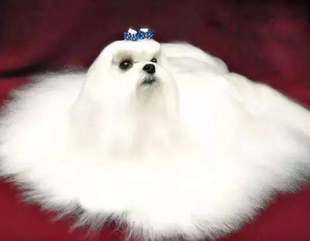 马尔济斯犬感冒了会有哪些症状？