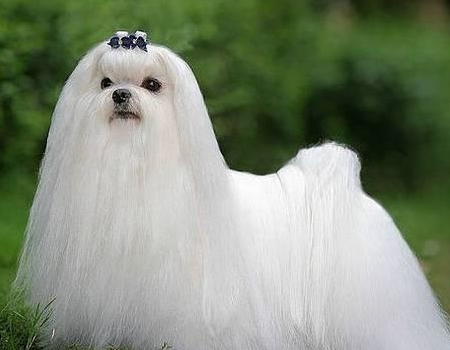马尔济斯犬呕吐之后要怎么处理