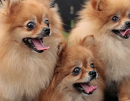 博美犬怀孕时期注意事项