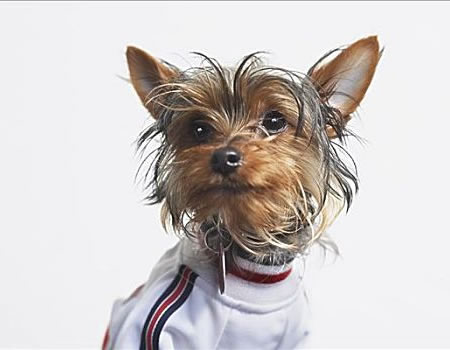 约克夏犬睡觉时抽搐一下正常吗