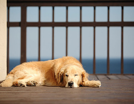 金毛犬吃什么会减少掉毛？
