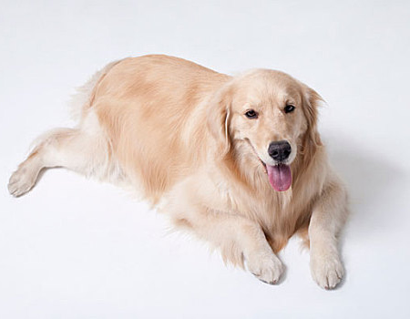 金毛犬鼻子褪色，怎么回事？