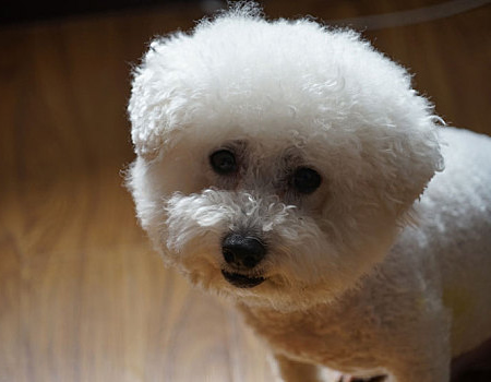 比熊犬为什么会突然咬人？
