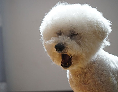 怎么看比熊犬的实际年龄？