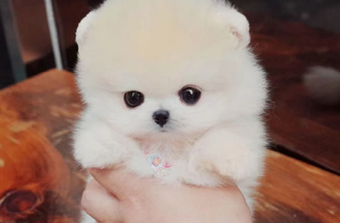 博美犬
