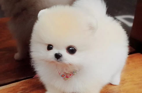 博美犬
