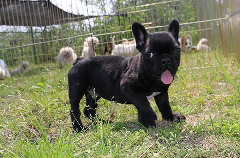 法斗犬