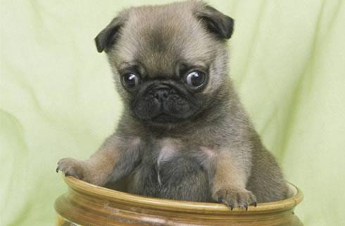 巴哥犬