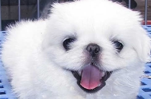 京巴犬