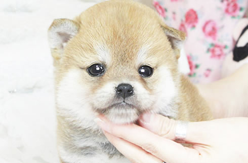 柴犬