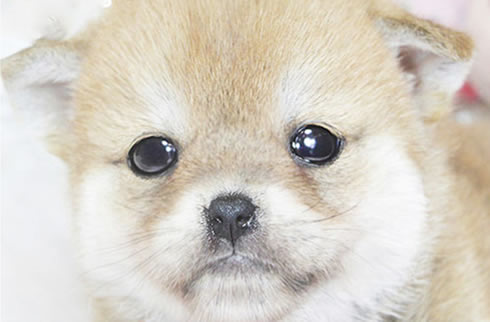 柴犬