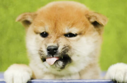 柴犬